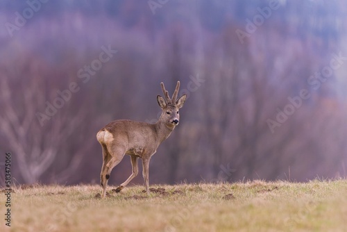 A beautiful roebuck standing on the horizon. Capreolus capreolus. Wildlife scene from european nature. 