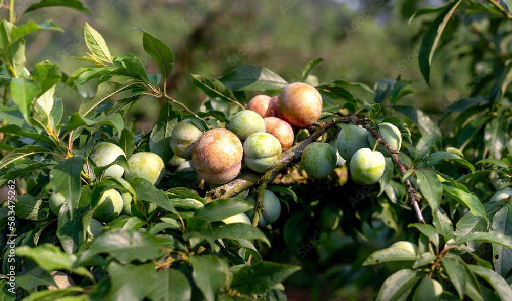 The minorities harvest plums in Na Ka plum valley in Moc Cau Chau district, Son La province, Vietnam The minorities harvest plums in Na Ka plum valley in Moc Cau Chau district, Son La province, Vietnam