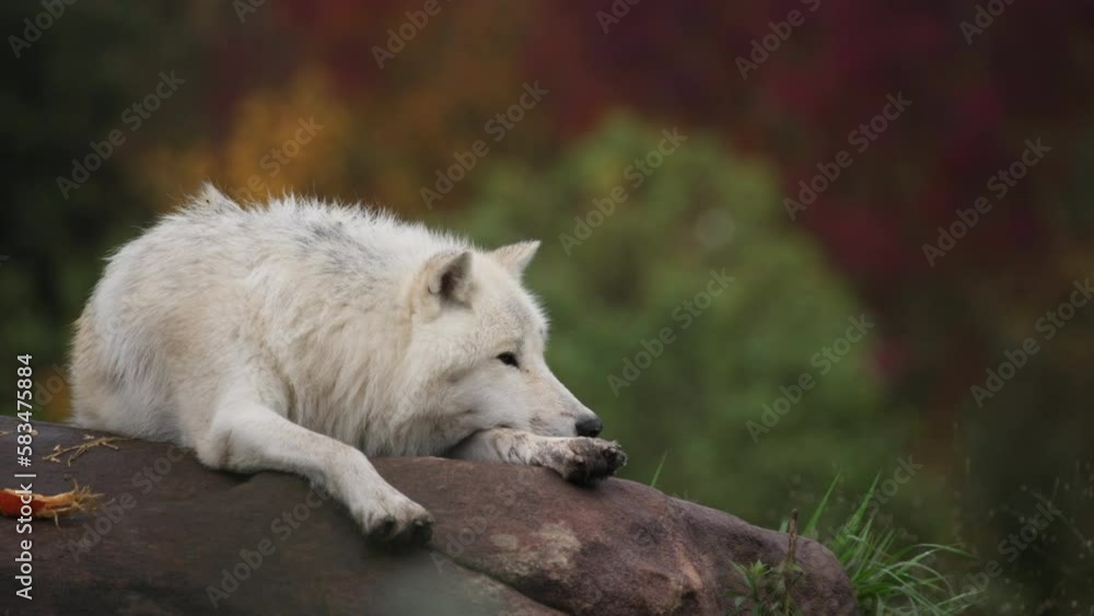 Wolf resting on a rock with autumn trees in background Wolf resting on a rock with autumn trees in background