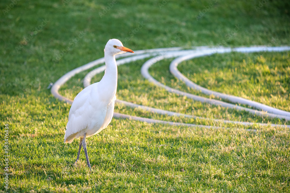 Fototapeta premium White cattle egret wild bird, also known as Bubulcus ibis walking on green lawn in summer