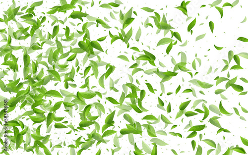 Swamp Leaf Organic Vector White Background