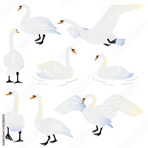 vector illustration of a mute swan standing, walking, floating on water, flying in the sky, flapping its wings