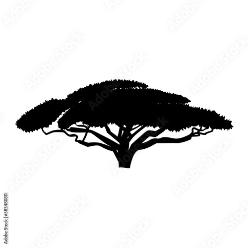   acacia tree silhouette. australian and african tree. nature and landscape design element