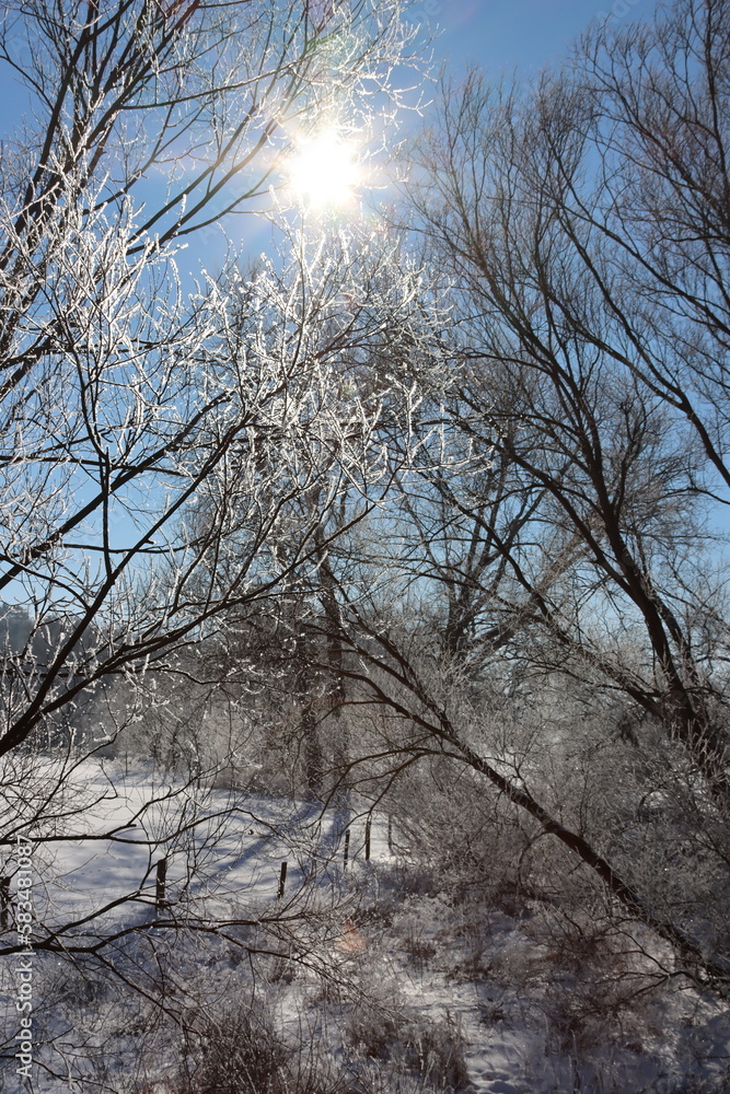 Fototapeta premium trees in snow