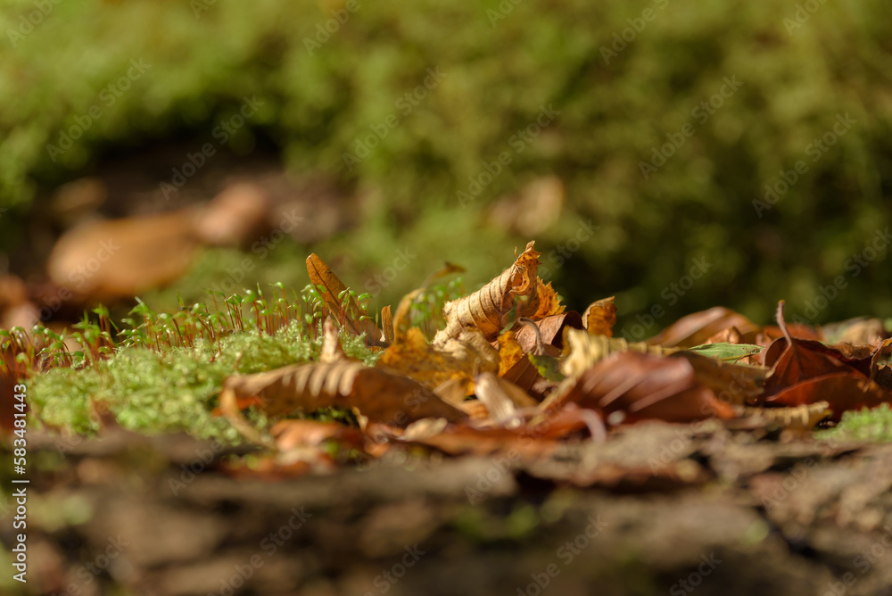 AUTUMN - Dry leaves of trees in a forest glade
AUTUMN - Dry leaves of trees in a forest glade