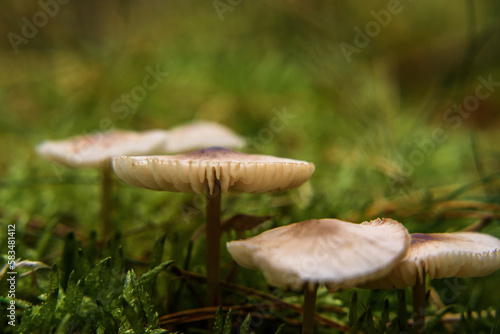 TOADSTOOL - Mushroom in the autumn forest 