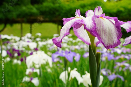 小石川後楽園、こいしかわこうらくえん、庭、庭園、5月、6月、春、花、紫、白、植物、自然、緑、日本、東京、
ハナショウブ、花菖蒲、Iris ensata var. ensata、アヤメ科、アヤメ属、ハナアヤメ、I. ensata var. hortensis、I. kaempferi、
アヤメ、あやめ、 photo