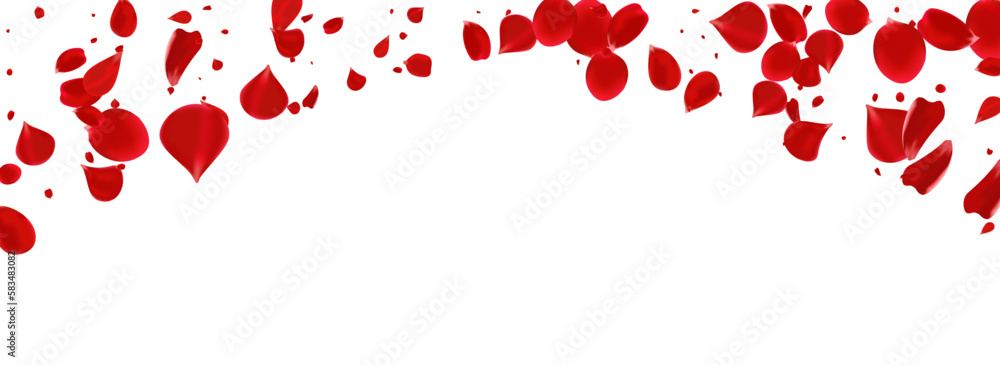 Red Lotus Summer Vector Panoramic White Red Lotus Summer Vector Panoramic White