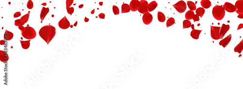 Red Lotus Summer Vector Panoramic White