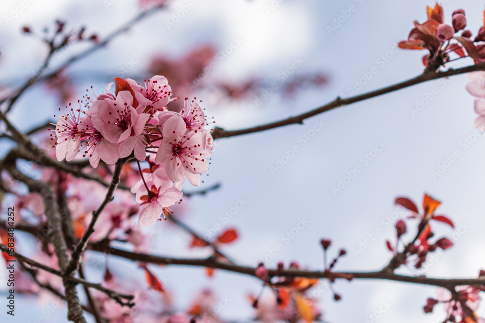 Beautiful fully blossomed plum branch with a bokeh background. Beautiful fully blossomed plum branch with a bokeh background.