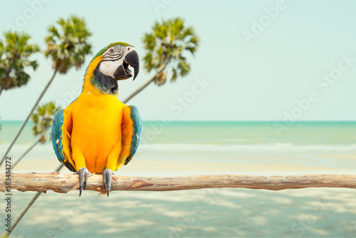 macaw parrot bird smile exotic animal catch on wood against sea beach tropical summer with copy space for travel advertising banner background
