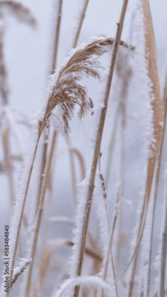 Brown reeds covered with fresh white hoar frost swaying by the afternoon breeze. Beautiful and calm nature scene. The Great Hungarian Plain on a windy and foggy, cold winter day near Farmos, Hungary. Brown reeds covered with fresh white hoar frost swaying by the afternoon breeze. Beautiful and calm nature scene. The Great Hungarian Plain on a windy and foggy, cold winter day near Farmos, Hungary.