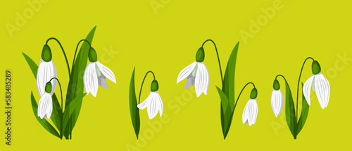 First spring flowers. Delicate flowers of snowdrops for your design.