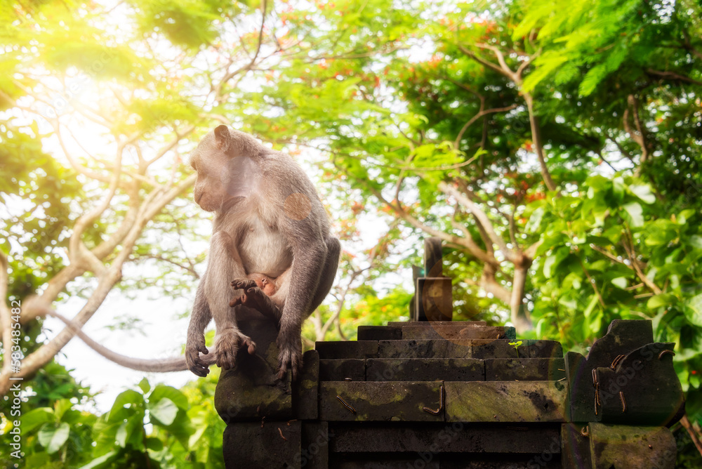 Obraz premium Wild monkey sitting on hindu temple in rainforest on Bali, Indonesia