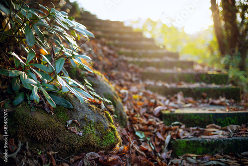 Obraz na płótnie Old stairway in the autumn forest, covered with fallen leaves w salonie