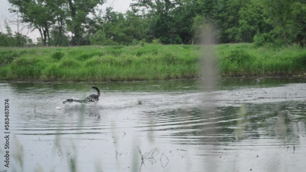 Black labrador fetching toy from a lake in a park on an overcast day Black labrador fetching toy from a lake in a park on an overcast day