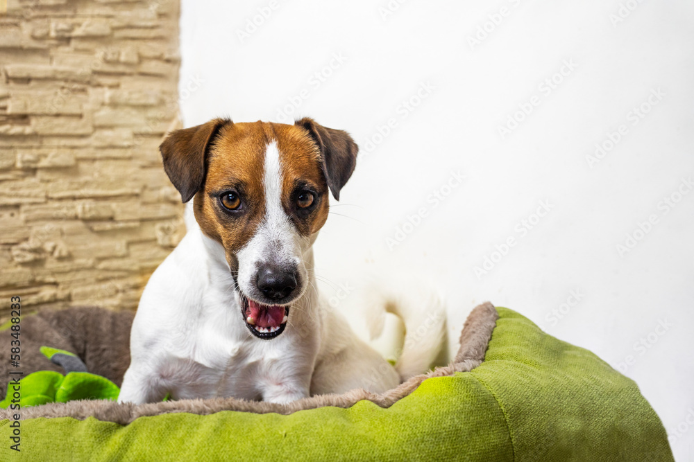 beautiful jack russell terrier is guarding his toy on his green couch. Teaching a dog to its place.