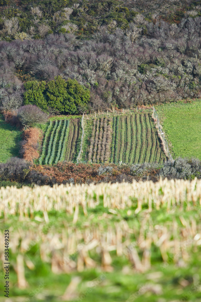 Obraz premium Cornwall, UK - typical landscape with hills, bushes and farming near Porthcurno. blurred stubble field in front.