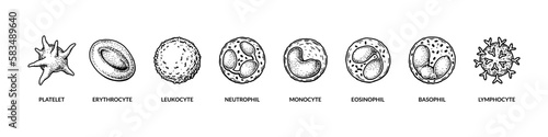 Named different types of blood cells. Microbiology poster for education, classes, biology lessons. Scientific vector illustration in sketch style