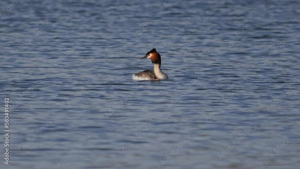 Great Crested Grebe Swimming in a Calm Lake Preening Itself Great Crested Grebe Swimming in a Calm Lake Preening Itself