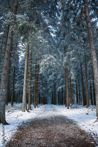 Großer Feldberg: Deutscher Wald im Winter
