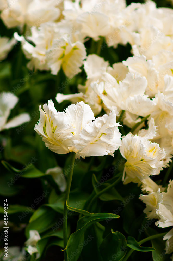 One unique white tulip parrot on green and white bokeh background. Tulip Park Keukenhof, Netherlands, 2022 One unique white tulip parrot on green and white bokeh background. Tulip Park Keukenhof, Netherlands, 2022