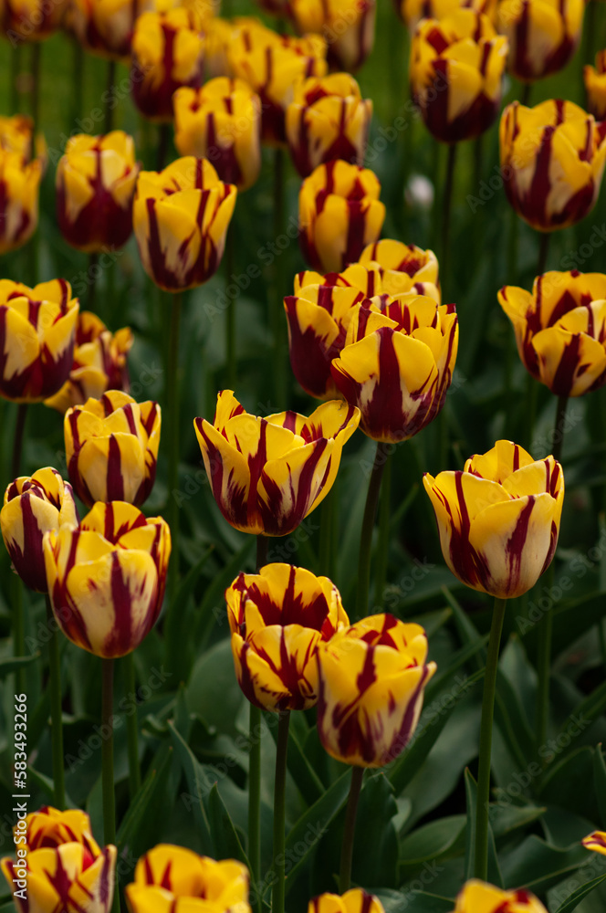 Obraz premium Macro close-up variegated yellow, dark red tulips, Netherlands, North Holland. Yellow tulips on a green background. Kukenhof. Tulip park.