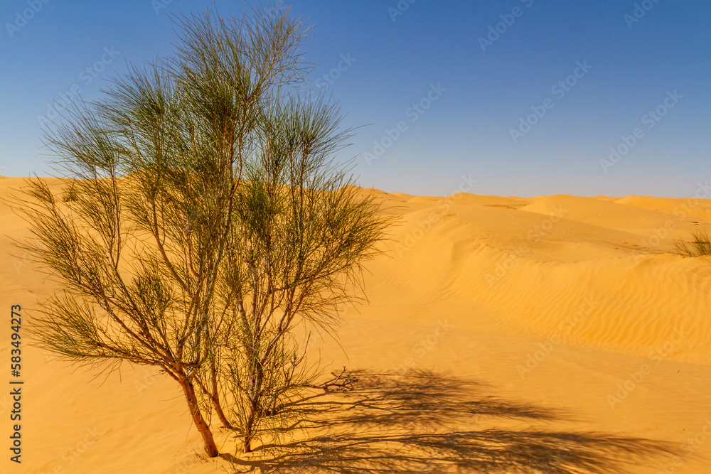 Wild  solitary tamarisk tree  (Tamarix )  growing on a sand dune in the Sahara desert. Desert near the oasis of Ksar Ghilane. Grand Erg Oriental. Tunisia