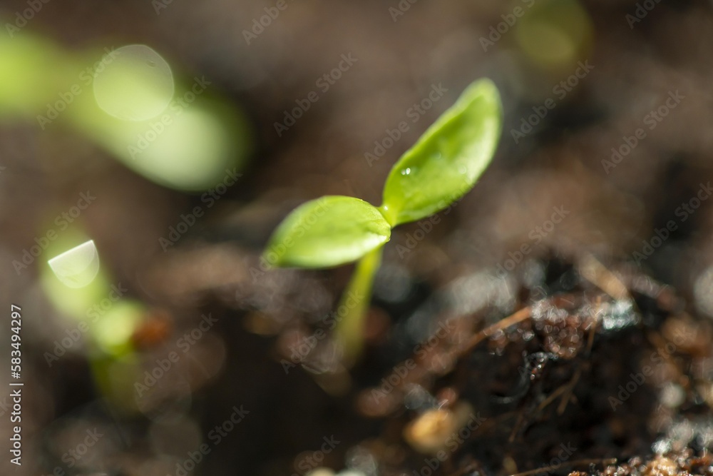 水滴が綺麗な植物 水滴が綺麗な植物