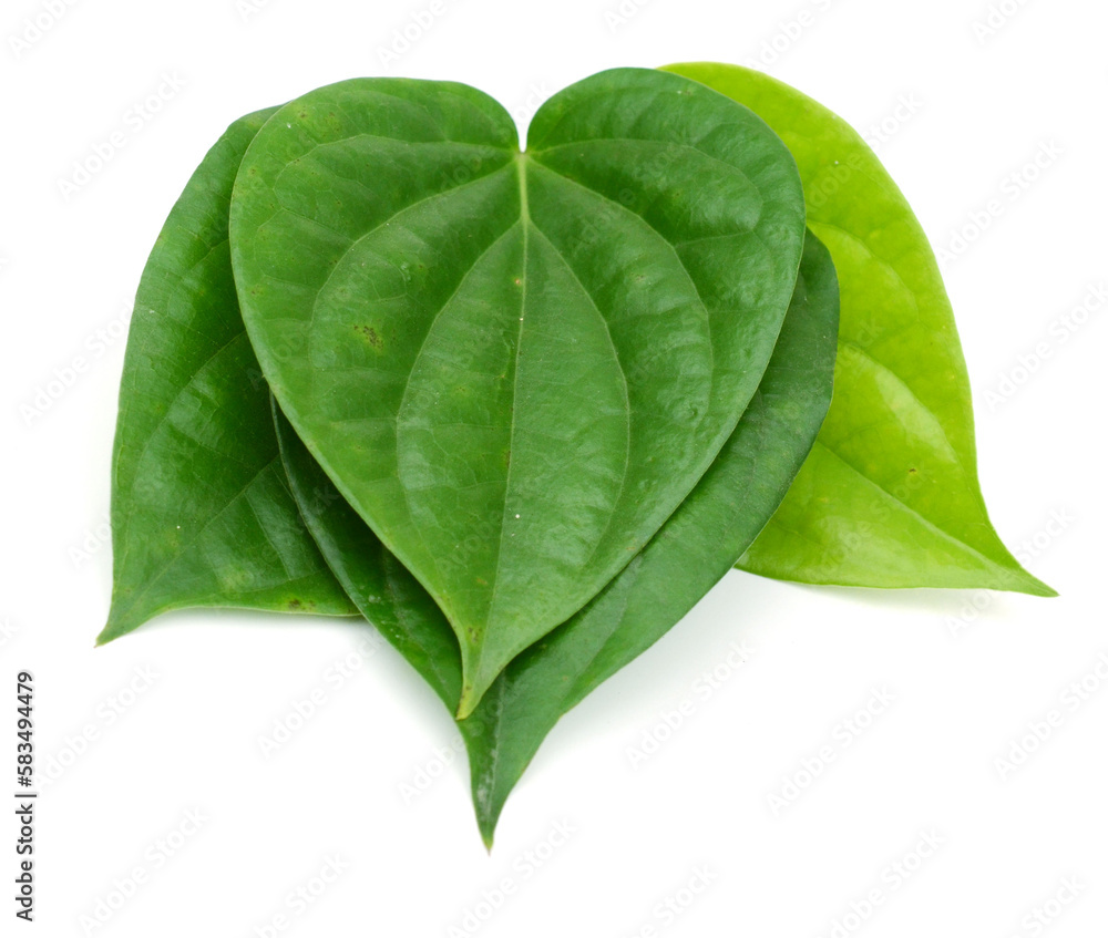 Obraz premium Betel leaf