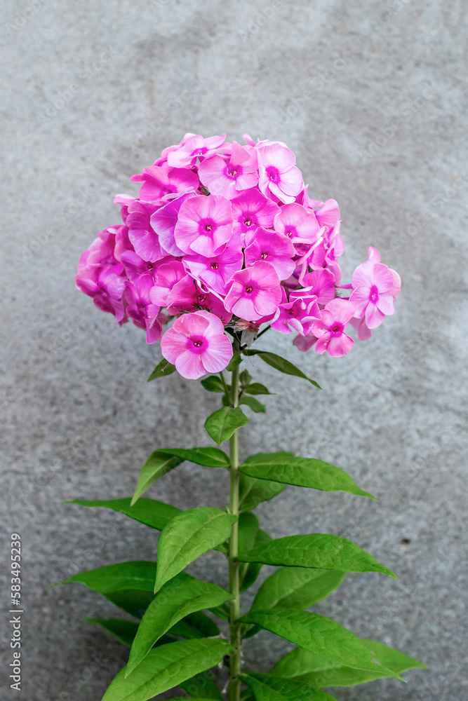 Garden Phlox ,Phlox paniculata,pink summer flowers Garden Phlox ,Phlox paniculata,pink summer flowers