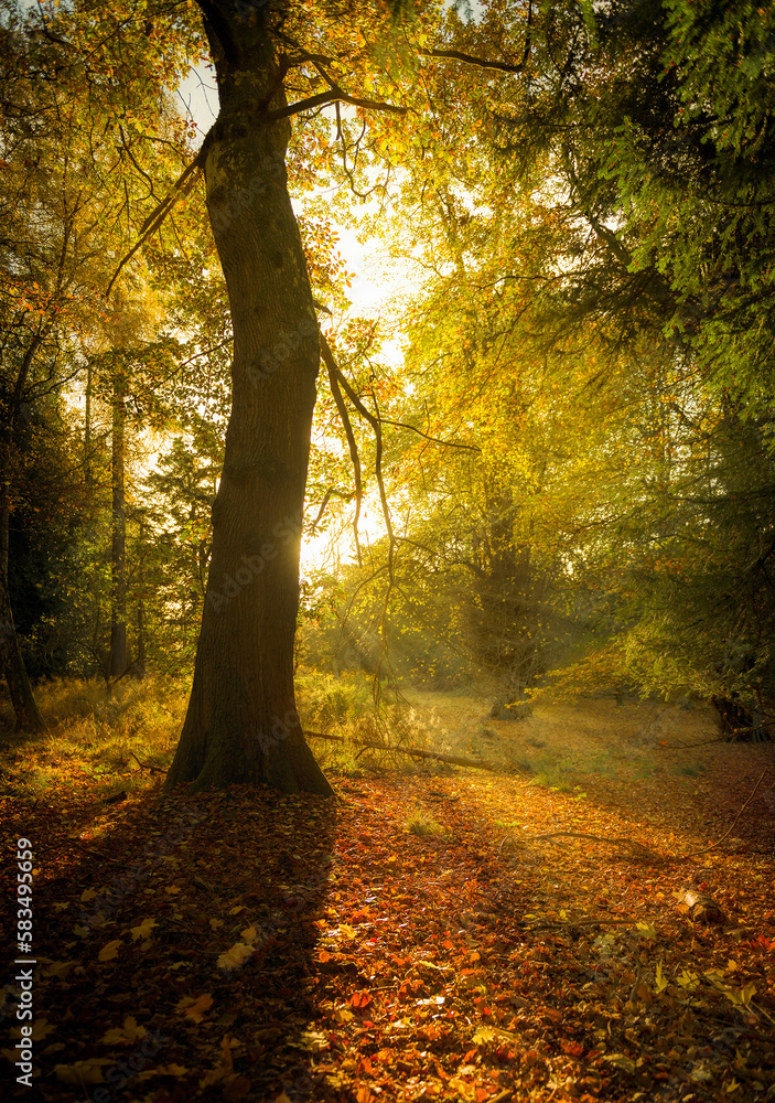 Sunrays in the autumnal woodland Scotland