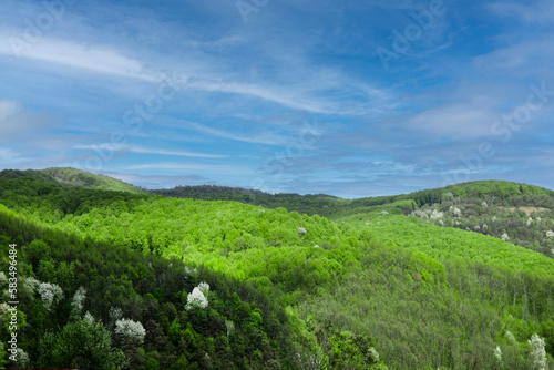 Spring landscape in a mountainous area and forest on a sunny day.