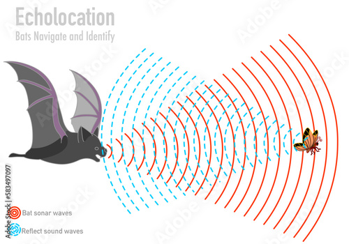 Bat echolocation. Bio sonar. Butterfly, insect, fly navigate. Reflected sound waves. Echo. Audio source from the speaker hitting an obstacle, prey, returning. Animal navigation. Illustration Vector  photo