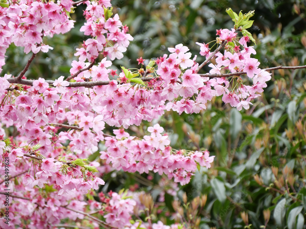 cherry blossoms cherry blossoms