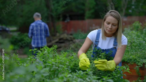 Wallpaper Mural Female farmer examining and taking care of mint. Woman worker standing on the plantation, touching plant, looking, admiring, cultivating. People and agriculture concept. Torontodigital.ca