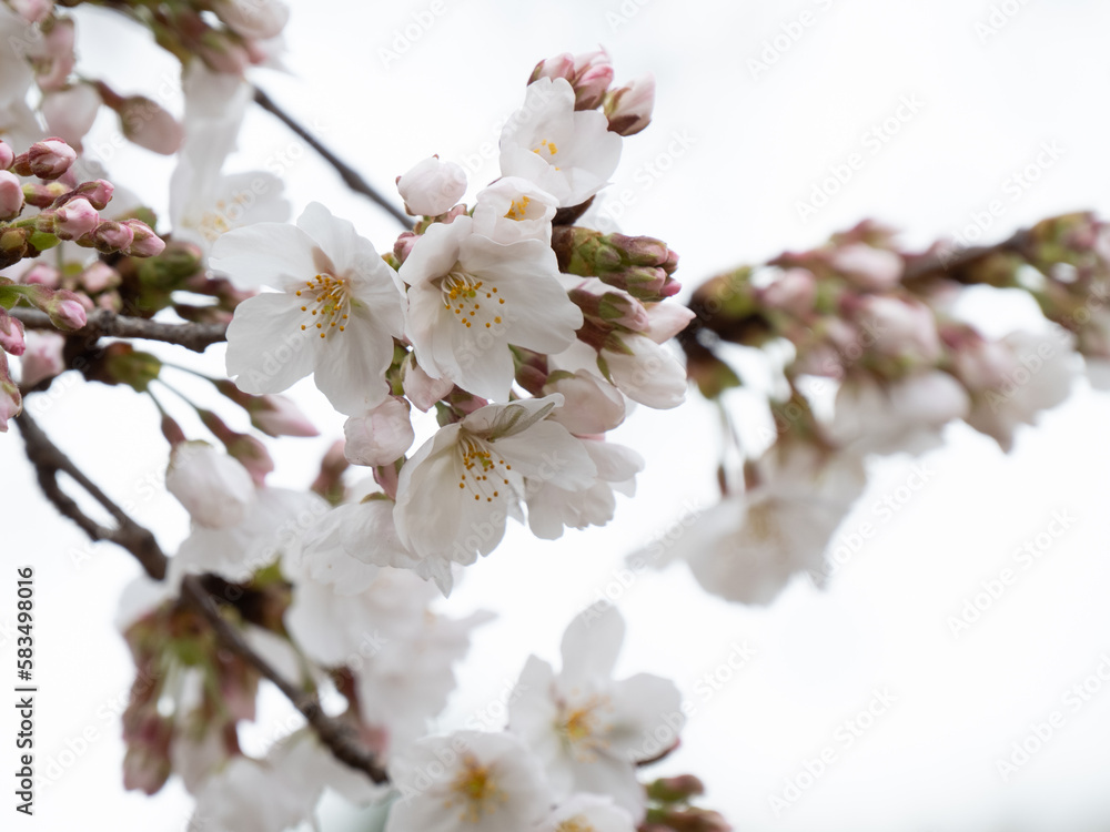 Fototapeta premium cherry blossoms