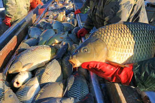 Photography Fishermen catch a freshwater fish from the breeding fish pond and prepare for so