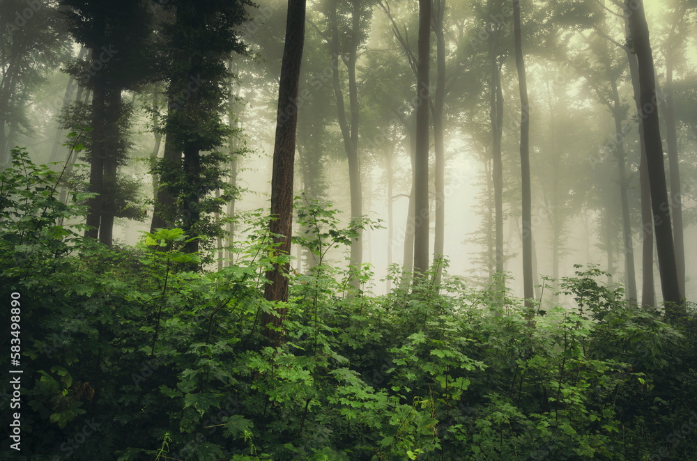 Obraz premium misty morning in green woods