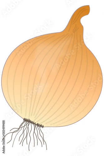 Wallpaper Mural Vector illustration of kitchen onion with peel Torontodigital.ca