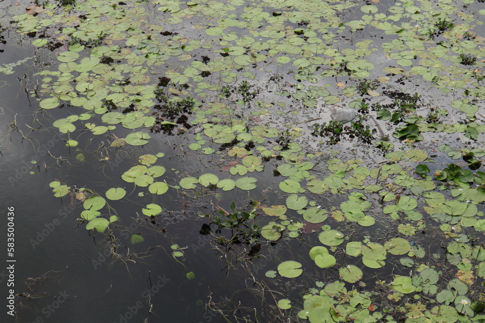 A river surface filled with water lily plants and aquatic weeds and garbage A river surface filled with water lily plants and aquatic weeds and garbage