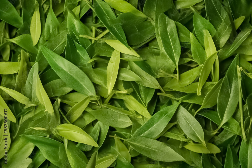 Top view on fresh organic green tea leaves. Healthy green food and vegan background. Green tea buds and leaves. generative ai
Top view on fresh organic green tea leaves. Healthy green food and vegan background. Green tea buds and leaves. generative ai