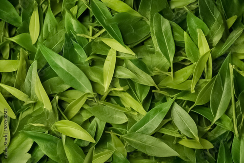 Top view on fresh organic green tea leaves. Healthy green food and vegan background. Green tea buds and leaves. generative ai 