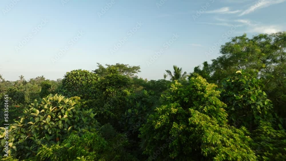 Tropical forest with traditional houses in jungle island Bali Tropical forest with traditional houses in jungle island Bali