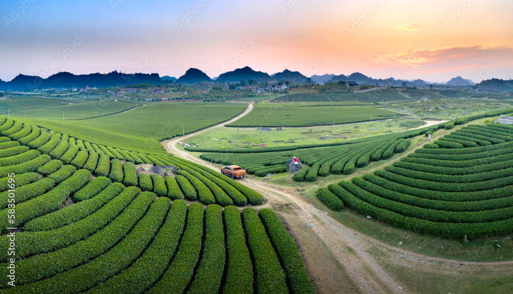 Sunset on Moc Chau tea hill, Son La province, Vietnam
