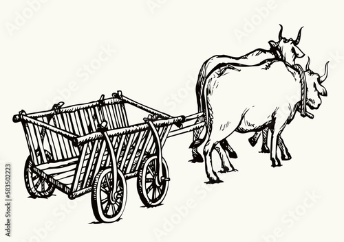 Empty cart drawn by oxen. Vector drawing
