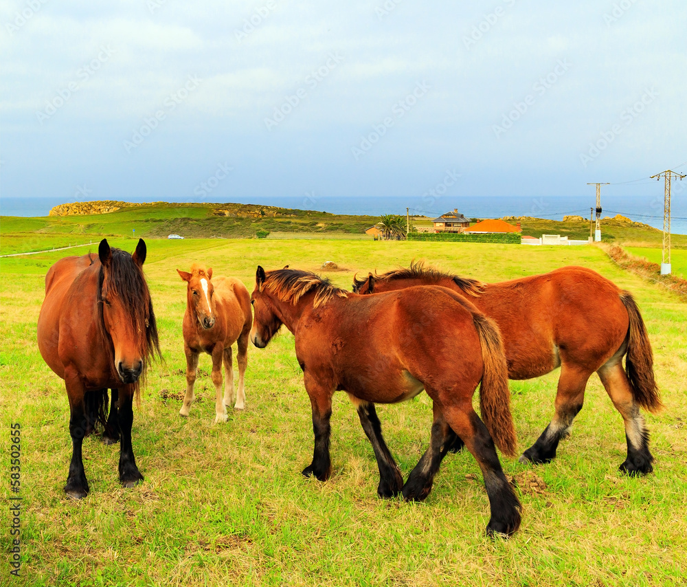 Magnificent animals Magnificent animals