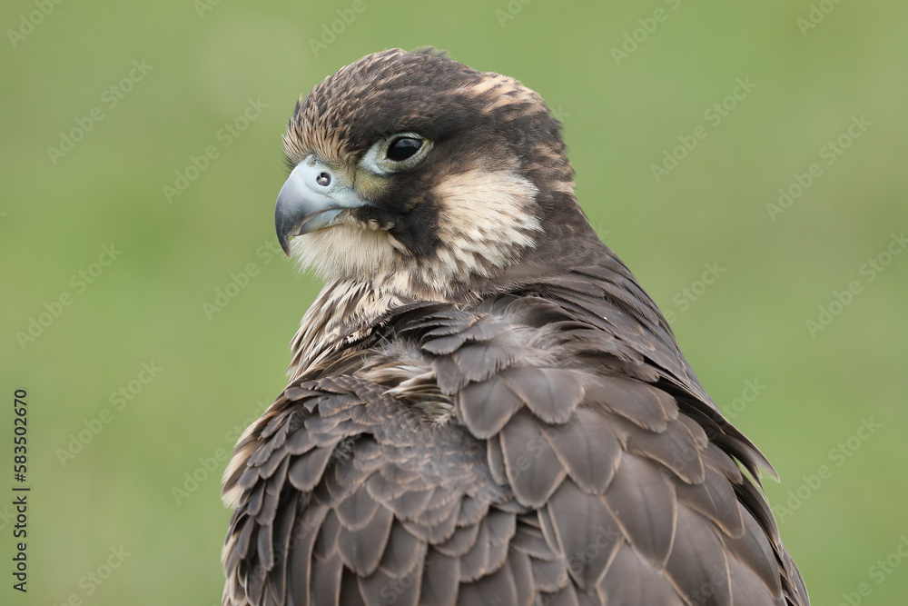 Portrait of a Peregrine Falcon cleaning its feathers
Portrait of a Peregrine Falcon cleaning its feathers
