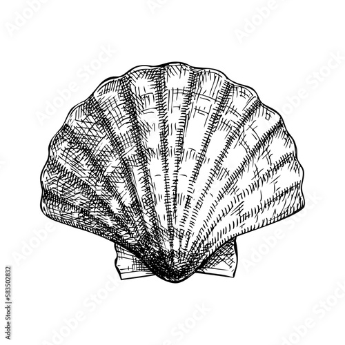Hand drawn sea shells illustration. Vintage marine mollusk in sketch style. Shellfish drawing isolated on white background. For menu, recipes, logos, flyers.