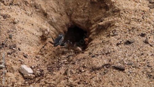 Spider Wasp (Turneromyia sp.) digging burrow for nest, South Australia photo